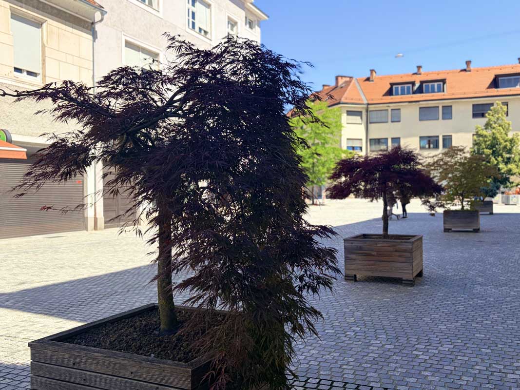 Več ocvetličenja mesta in urbana drevesa.